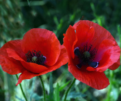 BLÜTEN