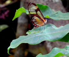 Greta Oto 
