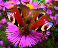 BLÜTE MIT BESUCH