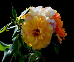 BLÜTEN