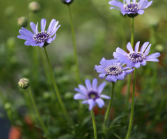 Blue daisy