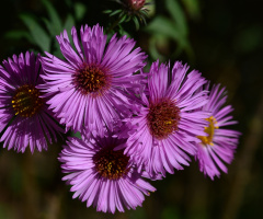 BLÜTEN
