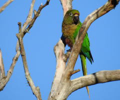 Maroon-bellied Parakeet