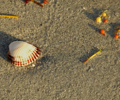 Shell