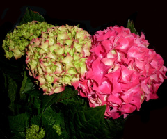 BLÜTEN