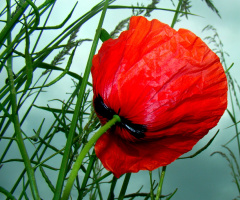 BLÜTE
