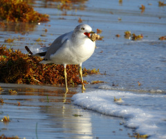 Western gull