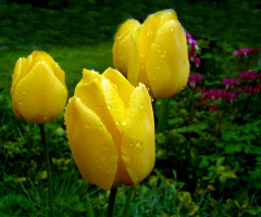 BLÜTEN