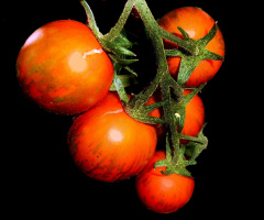TOMATEN