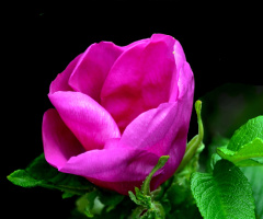 BLÜTE
