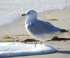 Gaivota