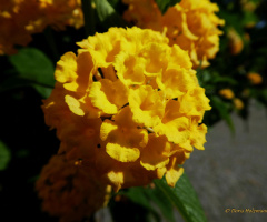 Blüten