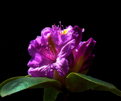 BLÜTEN