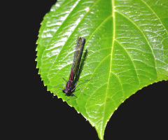 Mini Dragonfly