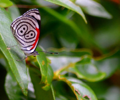 Borboleta 88 (Diaethria clymena)