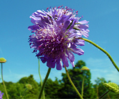 BLÜTEN