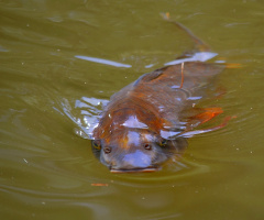 Carp