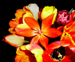 BLÜTEN