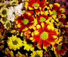BLÜTEN