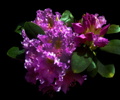 BLÜTEN