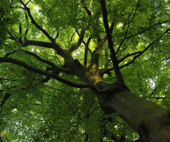 Green ...