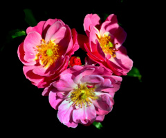 BLÜTEN