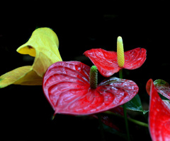 BLÜTEN