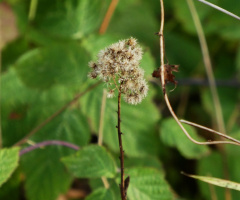 Herbstliches