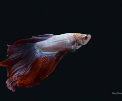 Halfmoon Beta Fish