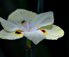 Dietes bicolor