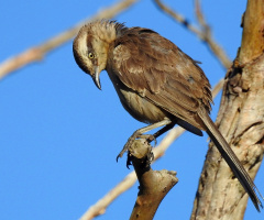 Chalk-browed Mockingbird