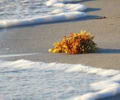 Ondas com alga marinha