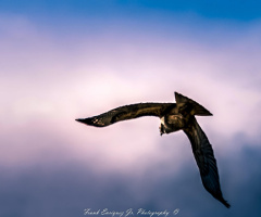 Winging It