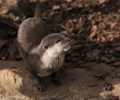 Sweet Otter 