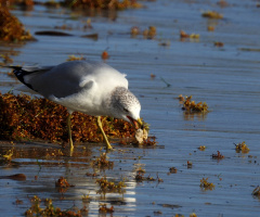 Gray-hooded Gull