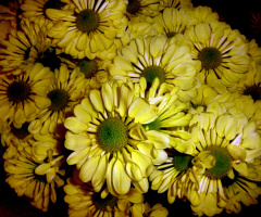 BLÜTEN