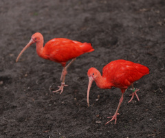 Two Red