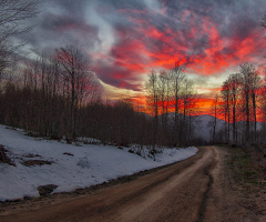 Orman Yolu