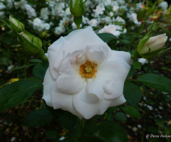 Schlossgarten Durlach (Karlsruhe / Deutschland)