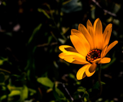 Spring Colors From Arizona USA