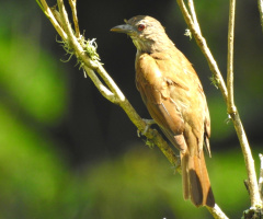 Turdus rufiventris 