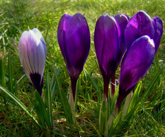 BLÜTEN