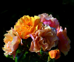 BLÜTEN