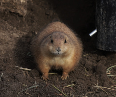 A Single Prairie Dog