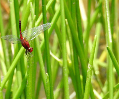 Red Dragonfly 