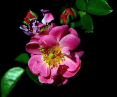 BLÜTEN