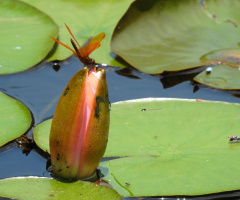 Nymphae with dragonfly 