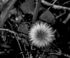 Black And White Desert Vegetation