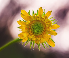 Ayçiçeği Edasında Kır Çiçeği