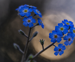 Mavi Kır Çiçekleri - Unutma Beni Çiçeği - Myosotis